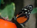 15 butterfly.jpg